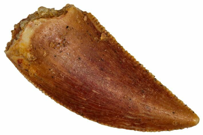 Serrated Raptor Tooth - Real Dinosaur Tooth #298192